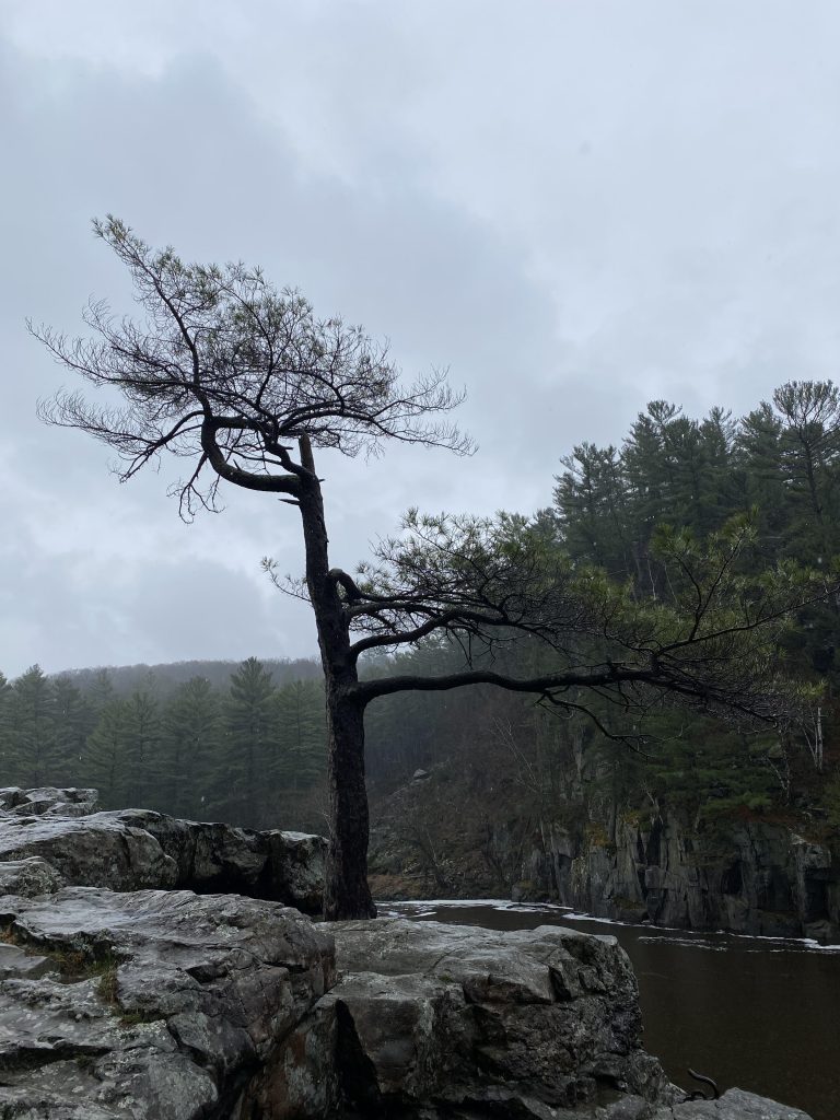 A tree with a small number of leaves on the edge of a cliff by the water. The tree has branches like an L with one toward the sky and one branch out toward the water. In the background is a dark forest and fog.